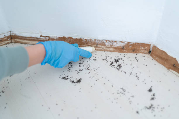 Best Pest Prevention Services  in West Hill, OH